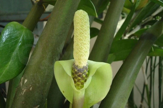 Cây kim tiền thích nhất 4 thứ: Ai làm đúng cây sẽ ra hoa, gọi tài lộc về nhà-3