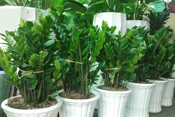 Trong nhà đột nhiên xuất hiện 4 điều này: Gia chủ được ăn lộc Tổ Tiên, hỷ tín gõ cửa may mắn liên tục-4