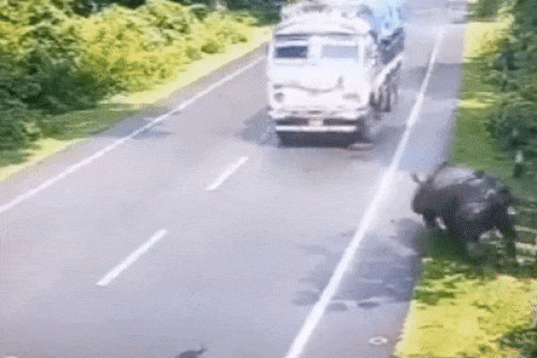 Clip: Tê giác đuổi theo xe ô tô suốt 1,5km-1