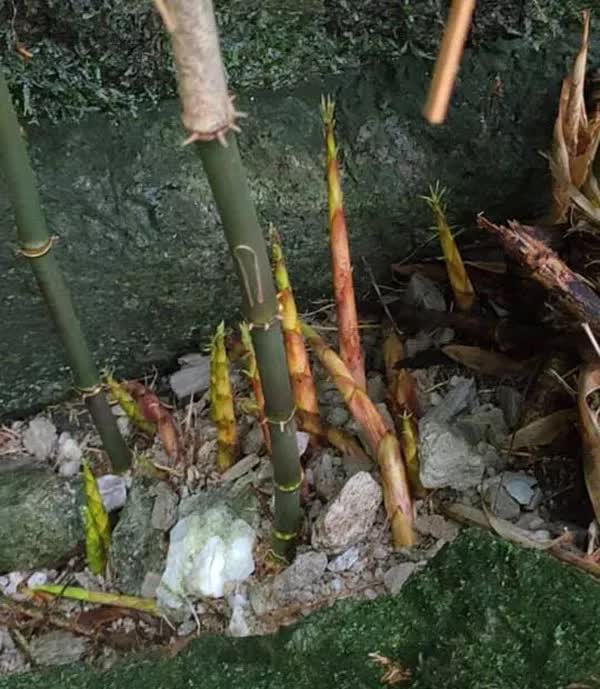 Măng trúc Hà Giang giá đầu mùa đắt đỏ nhưng khách vẫn đặt cả chục kg về ăn-1