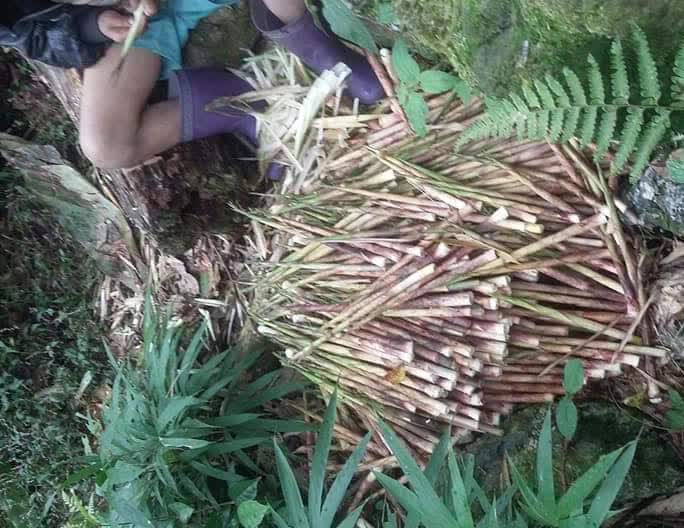 Măng trúc Hà Giang giá đầu mùa đắt đỏ nhưng khách vẫn đặt cả chục kg về ăn-2