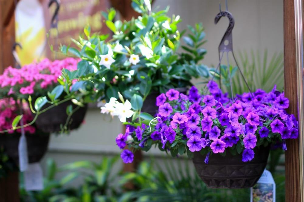 4 loại thuốc nhỏ mà có võ, cho cây cảnh dùng không lo vàng lá, bị bệnh, tươi tốt bời bời-4