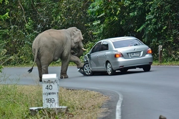 Voi đá bóng điêu luyện ở Thái Lan-1