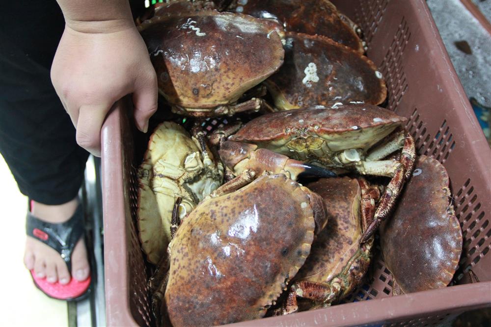 Hội chị em chi bạc triệu săn hải sản bị thương, hấp hối ở Hà Nội-2