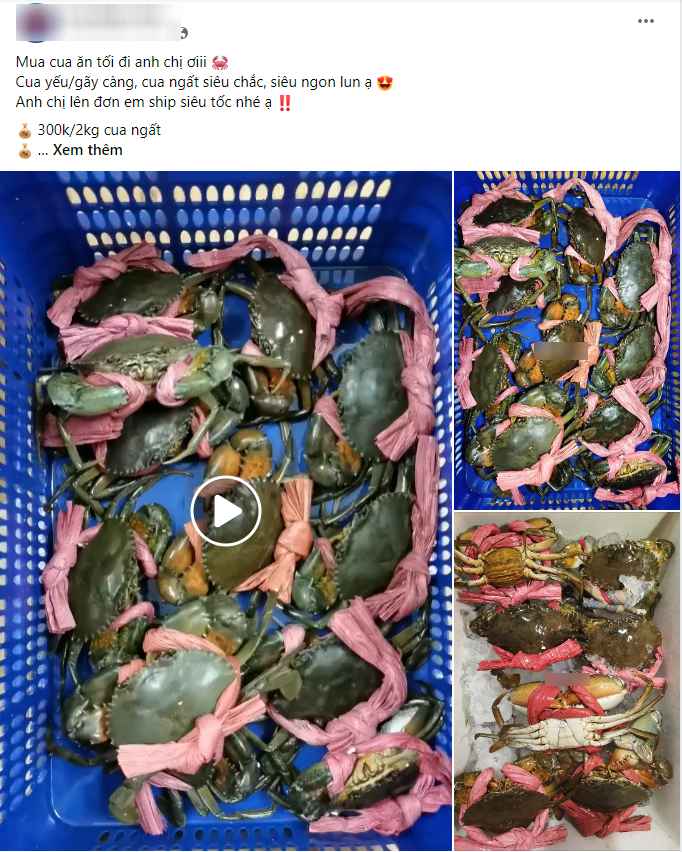 Hội chị em chi bạc triệu săn hải sản bị thương, hấp hối ở Hà Nội-1
