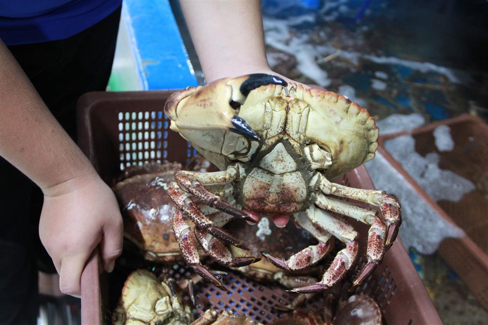 Hội chị em chi bạc triệu săn hải sản bị thương, hấp hối ở Hà Nội-3