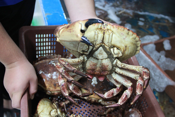 Hải sản Nhật đắt khét, có loại 6 triệu đồng/kg vẫn ‘cháy hàng’-3