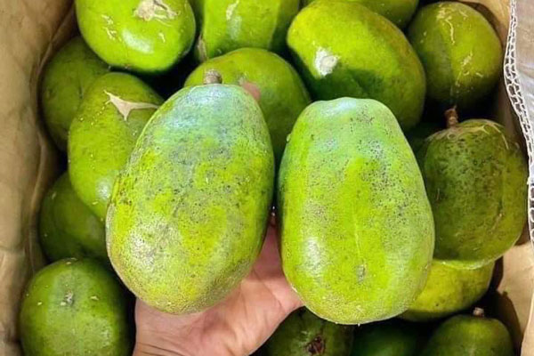 Quả cóc siêu to khổng lồ” giá rẻ bất ngờ, chị em đua nhau mua về ăn-1