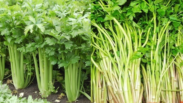 Ăn gì để cơ thể có hương thơm tự nhiên?-6