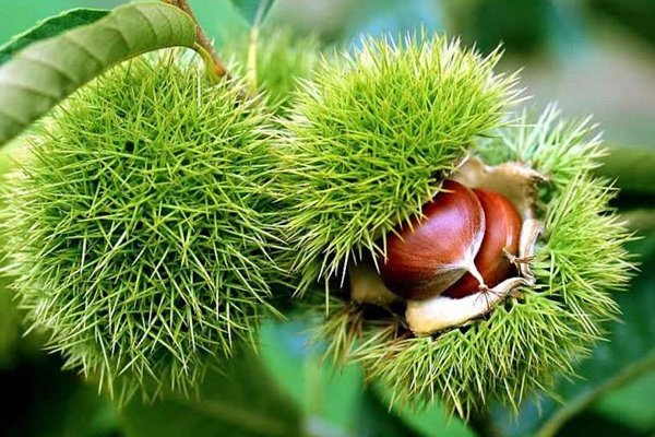 Loại đặc sản của Quảng Ninh giá 160 nghìn/kg, có phần chân đỏ rực bắt mắt-5