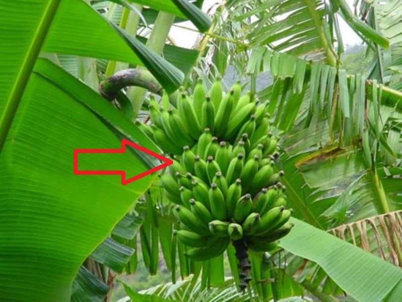 Tổ tiên dặn: 4 cây trồng trước nhà không lục đục cũng bại vong, trồng sau trấn giữ của cải, con cháu nên nhớ-1