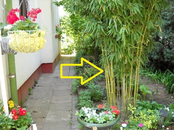 Tổ tiên dặn: 4 cây trồng trước nhà không lục đục cũng bại vong, trồng sau trấn giữ của cải, con cháu nên nhớ-2