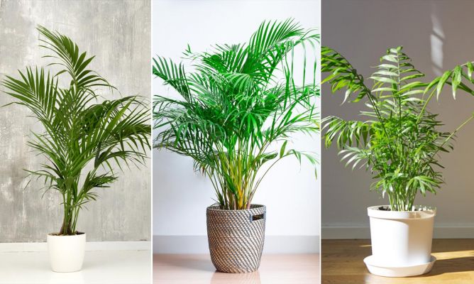 Muốn cuộc sống gia đình trong lành và trọn vẹn thì nhất định phải có 5 vị thần hộ mệnh này trong nhà-4