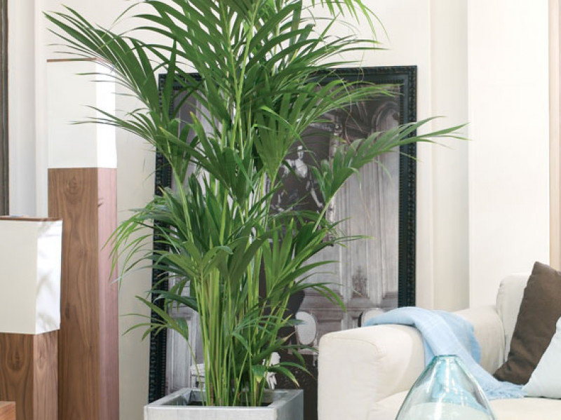 Muốn cuộc sống gia đình trong lành và trọn vẹn thì nhất định phải có 5 vị thần hộ mệnh này trong nhà-5