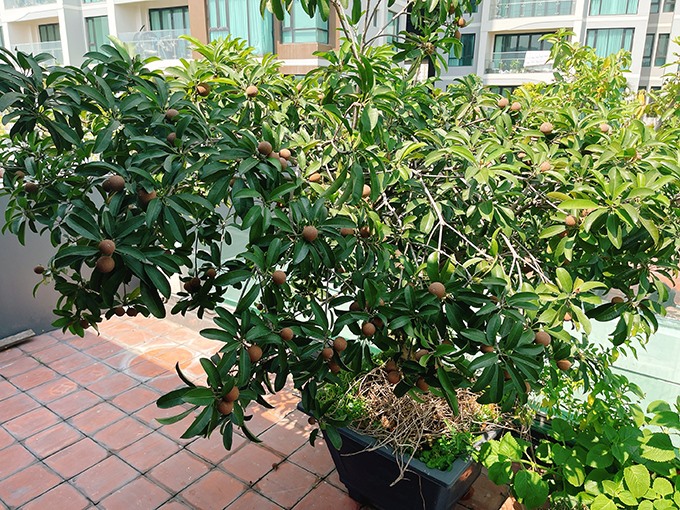 Vườn rau trăm thứ rau quả của mẹ đơn thân hot nhất showbiz-14