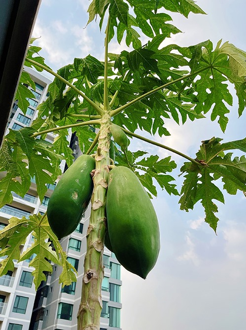 Vườn rau trăm thứ rau quả của mẹ đơn thân hot nhất showbiz-17