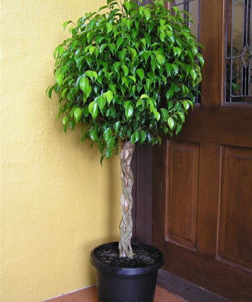 Muốn cuộc sống gia đình trong lành và trọn vẹn thì nhất định phải có 5 vị thần hộ mệnh này trong nhà-8