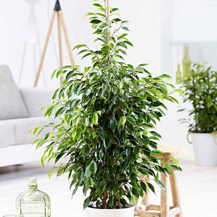 Muốn cuộc sống gia đình trong lành và trọn vẹn thì nhất định phải có 5 vị thần hộ mệnh này trong nhà-7