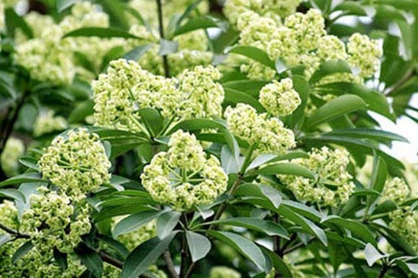 Ngửi mùi hoa sữa nhiều có hại không?-1