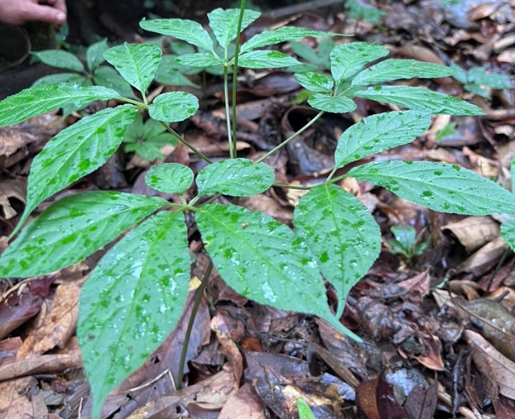 Điều ít biết về loại lá cây đắt nhất Việt Nam, giá lên đến hàng trăm triệu đồng/kg-1