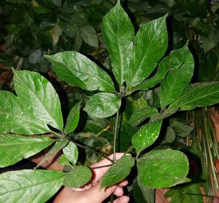 Điều ít biết về loại lá cây đắt nhất Việt Nam, giá lên đến hàng trăm triệu đồng/kg-2