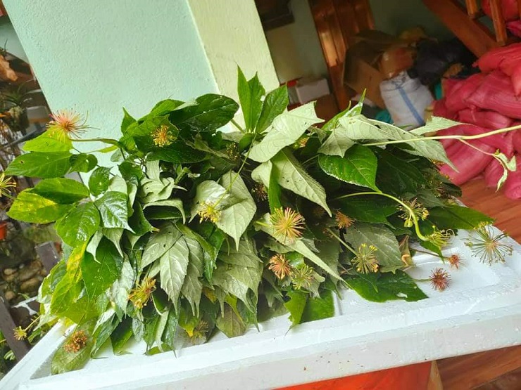 Điều ít biết về loại lá cây đắt nhất Việt Nam, giá lên đến hàng trăm triệu đồng/kg-3