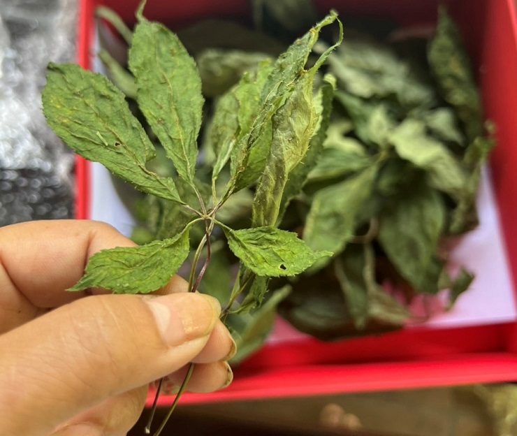 Điều ít biết về loại lá cây đắt nhất Việt Nam, giá lên đến hàng trăm triệu đồng/kg-4