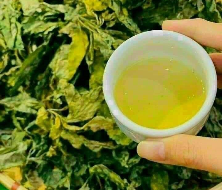 Điều ít biết về loại lá cây đắt nhất Việt Nam, giá lên đến hàng trăm triệu đồng/kg-5