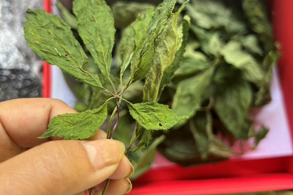 Bất ngờ 3 loại lá xưa vứt đi nay giúp người dân hốt bạc-13