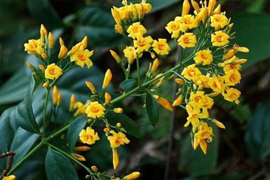 Bảy người nguy kịch nghi uống nước lá cây độc