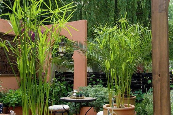 Trồng 5 loại cây cảnh này trước nhà, tài lộc về như thác lũ, chủ nhà nghèo khó cũng hóa giàu sang-3