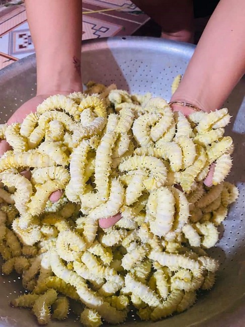 Đặc sản nổi tiếng ở Phú Thọ giá 150 nghìn/kg, ăn có vị bùi, béo ngậy và bổ dưỡng-2