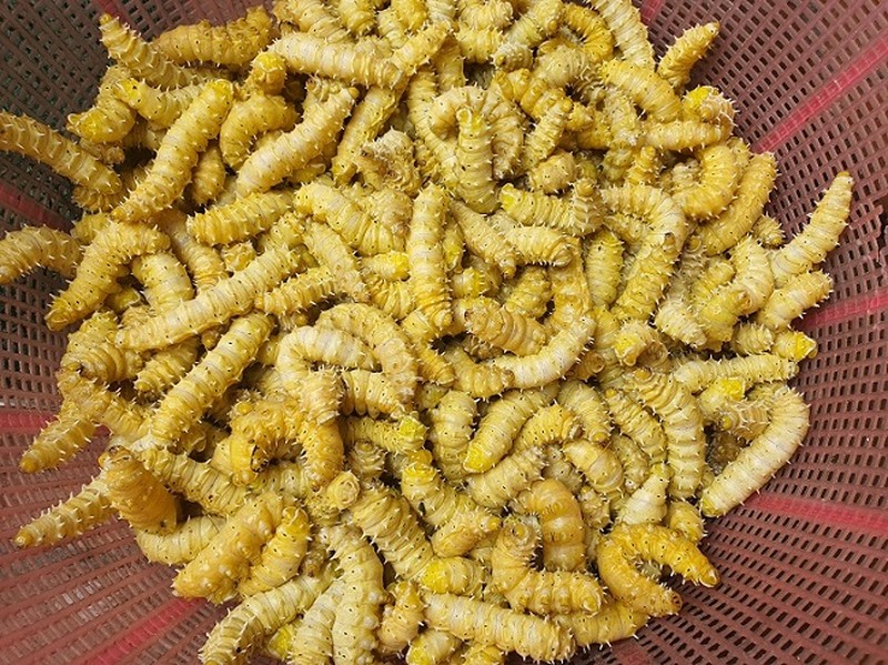 Đặc sản nổi tiếng ở Phú Thọ giá 150 nghìn/kg, ăn có vị bùi, béo ngậy và bổ dưỡng-6