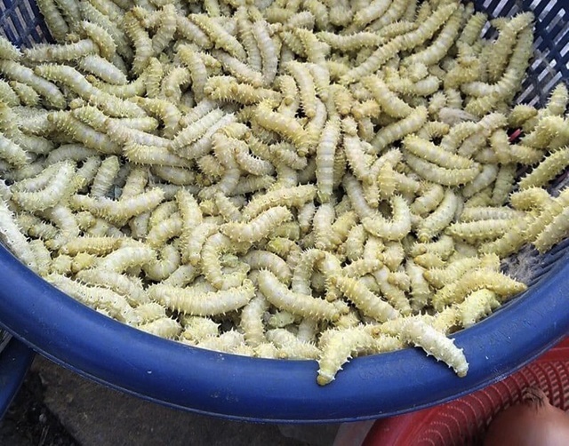 Đặc sản nổi tiếng ở Phú Thọ giá 150 nghìn/kg, ăn có vị bùi, béo ngậy và bổ dưỡng-1