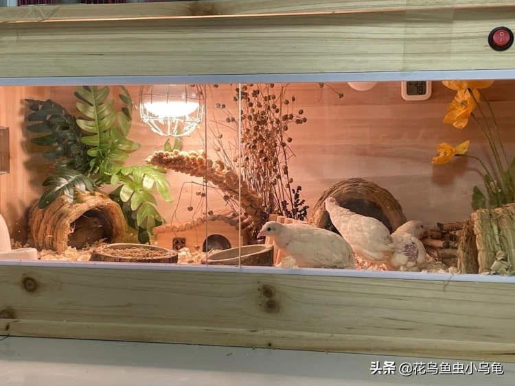 Những con gà chỉ bằng nắm tay gây bão, nườm nượp người đặt mua-2