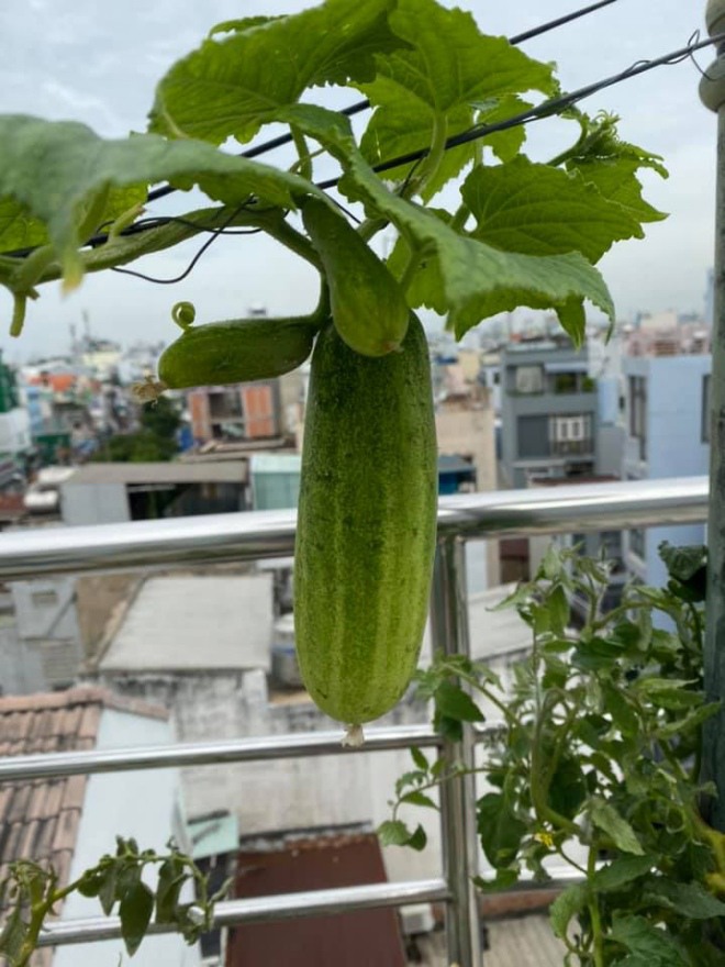 Ngắm vườn rau xanh mướt trong biệt thự triệu đô của ca sĩ Cẩm Ly-8