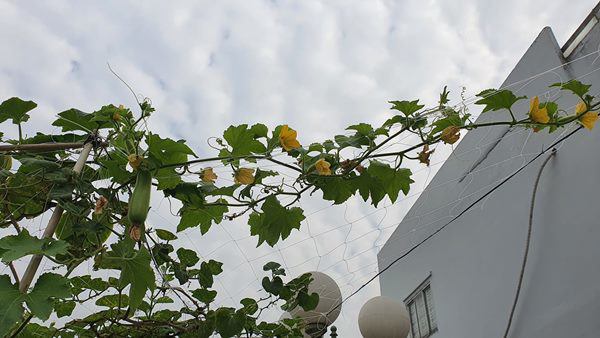 Ngắm vườn rau xanh mướt trong biệt thự triệu đô của ca sĩ Cẩm Ly-12