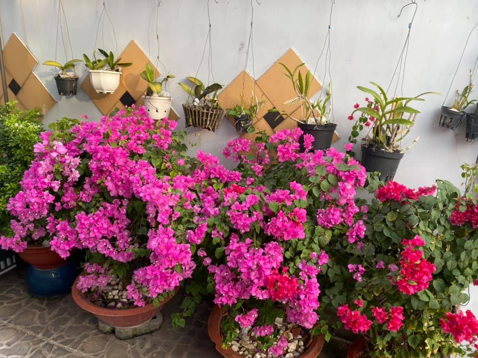 Ngắm vườn rau xanh mướt trong biệt thự triệu đô của ca sĩ Cẩm Ly-22