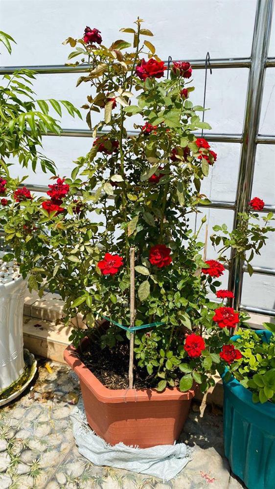 Ngắm vườn rau xanh mướt trong biệt thự triệu đô của ca sĩ Cẩm Ly-23