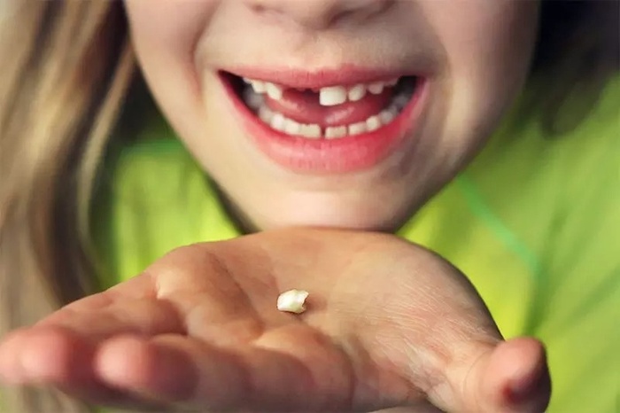Đừng vội vứt răng sữa của con khi rụng, đây có thể là đảm bảo y tế cho bé trong tương lai-3