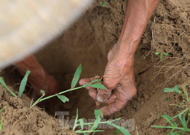 Kiếm bộn tiền nhờ đi săn dế mùa lũ-10