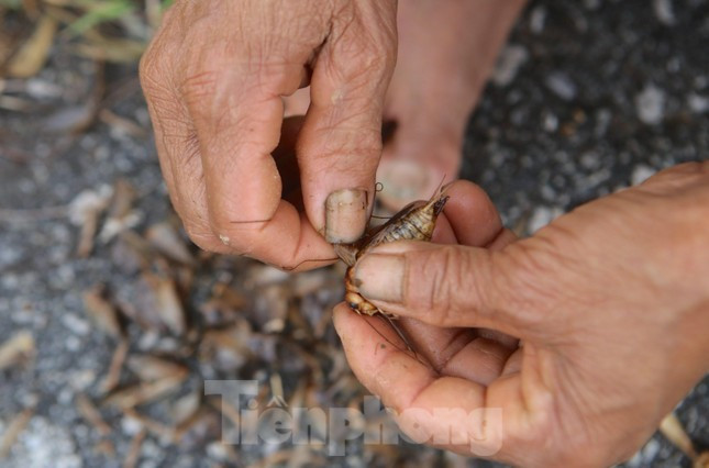Kiếm bộn tiền nhờ đi săn dế mùa lũ-13