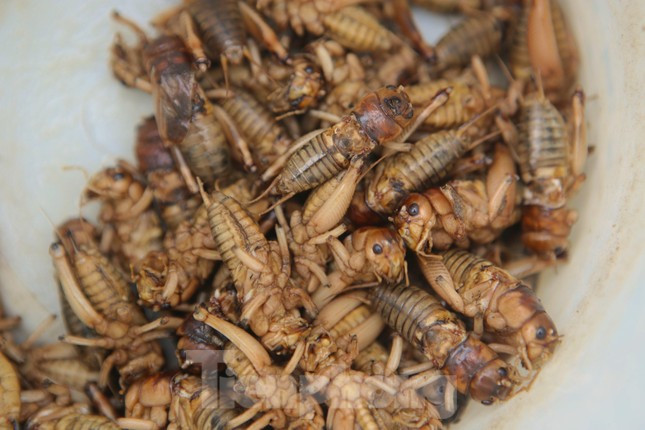 Kiếm bộn tiền nhờ đi săn dế mùa lũ-15