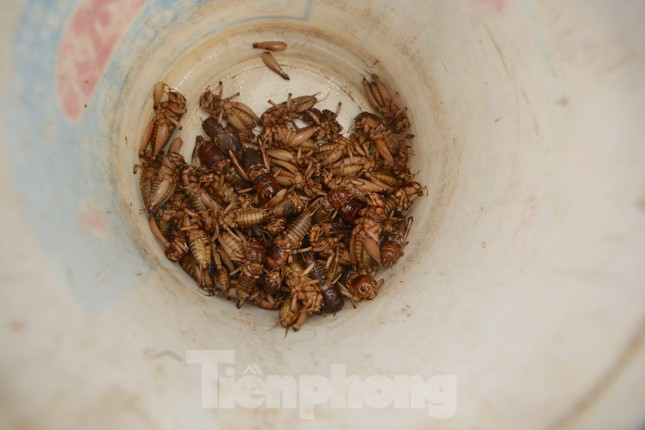 Kiếm bộn tiền nhờ đi săn dế mùa lũ-4