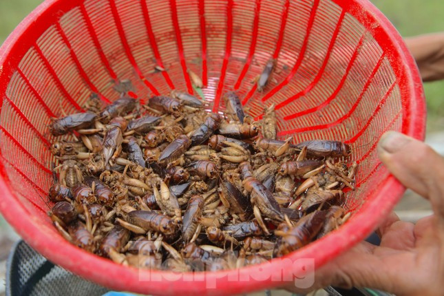 Kiếm bộn tiền nhờ đi săn dế mùa lũ-5