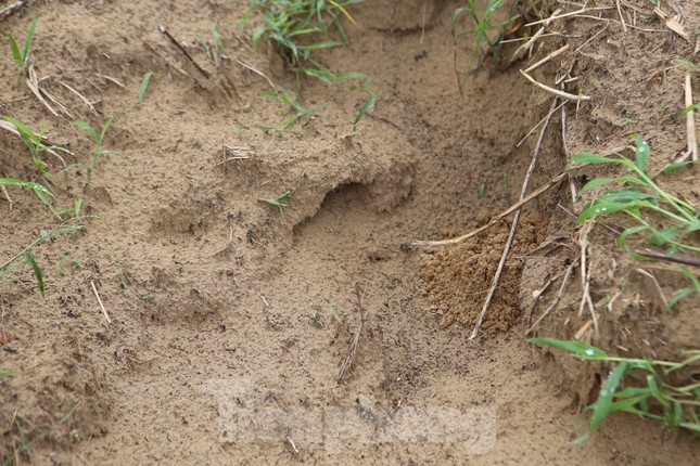 Kiếm bộn tiền nhờ đi săn dế mùa lũ-8