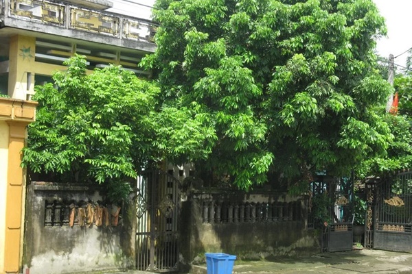 Thầy phong thủy nói: 5 cây cảnh an khang, thịnh vượng, muốn giàu nhất định phải có một cây trong nhà-6