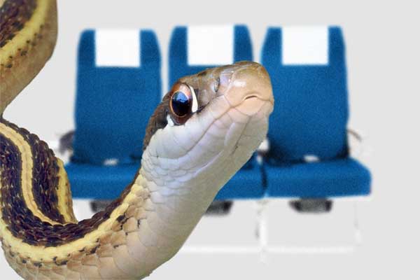 Máy bay đâm vào đại lý ôtô gây chết người ở Mỹ-3