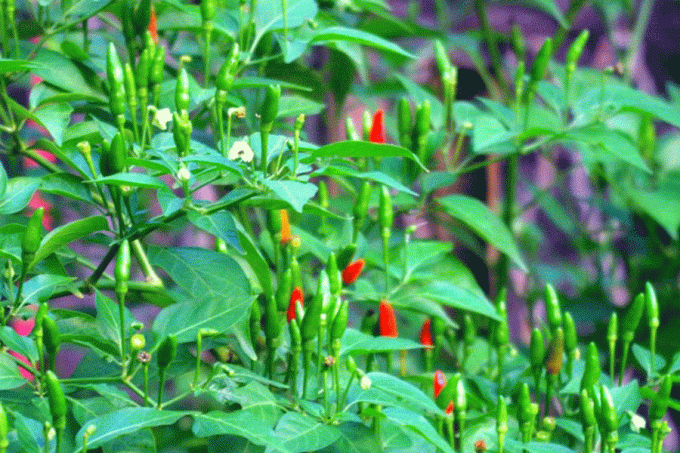 Loại quả xưa mọc dại ít người hái, nay giá lên đến gần triệu đồng 1kg-1