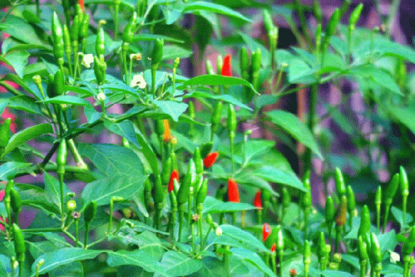 Loại trái cây quả nặng tới nửa kg một quả đắt như tôm tươi” dù giá chát-3